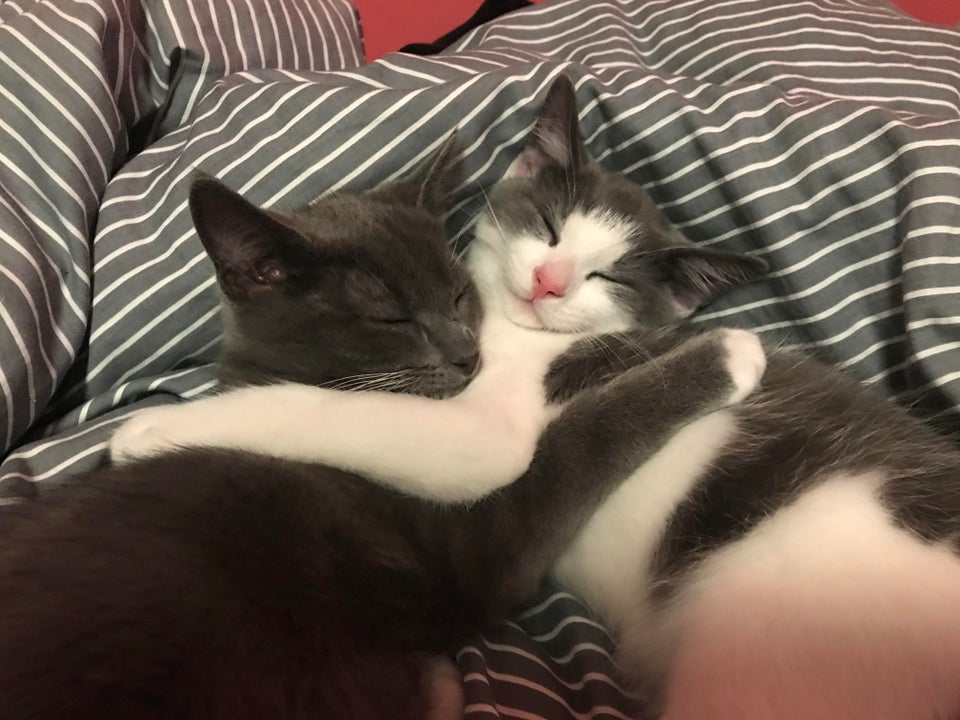 ”Prietenul meu a primit recent 2 pisoi. Mi-a trimis o poză cu ei îmbrățișându-se în timp ce dormeau. Asta mi-a făcut ziua mai frumoasă”