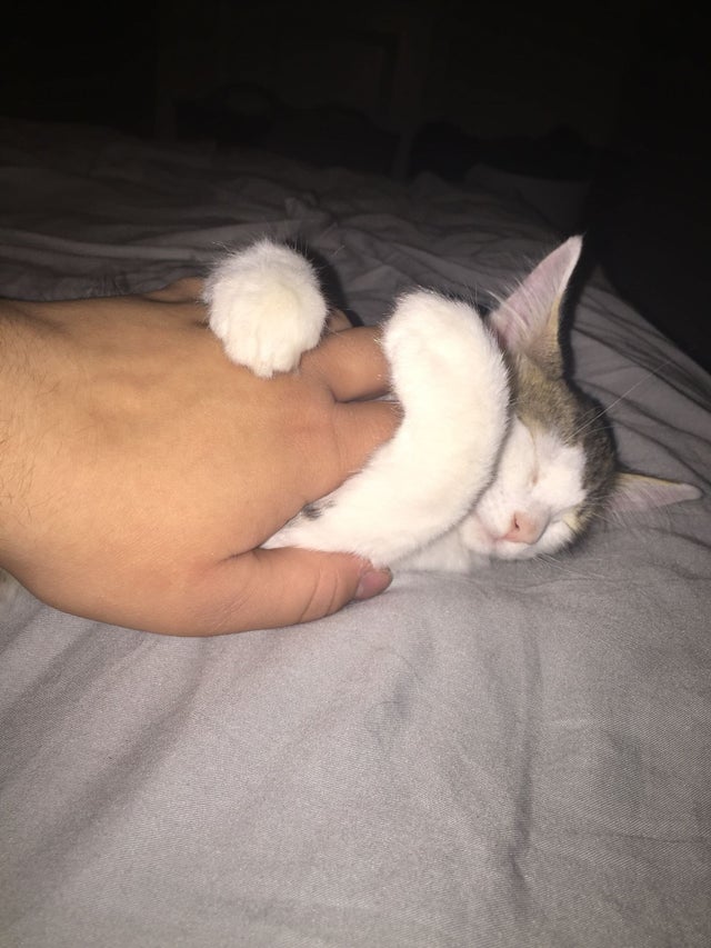 ”Pisică pe care am adoptat-o a adormit în timp ce îmi îmbrățișa mâna”