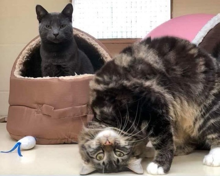 Pisicile știu să privească lucrurile și din alte unghiuri