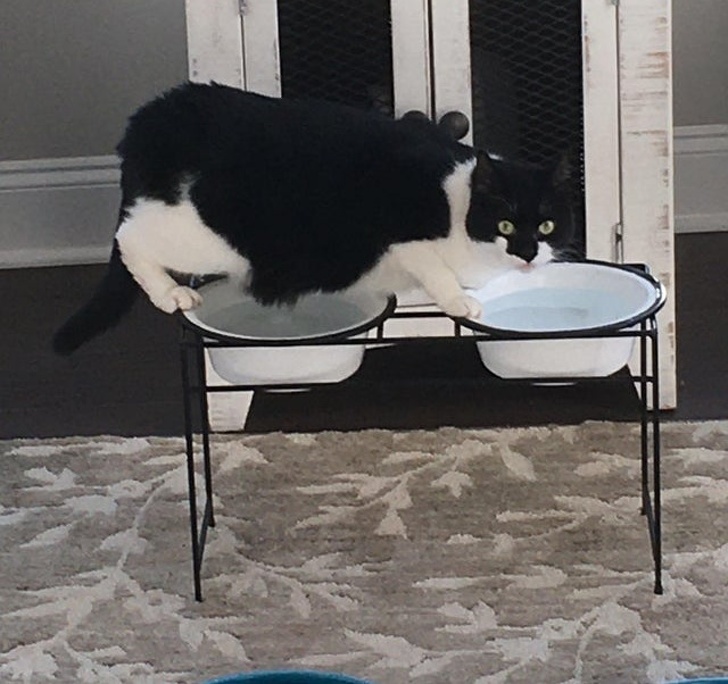 Pisicile vor mânca și bea de oriunde, mai puțin din propriul bol