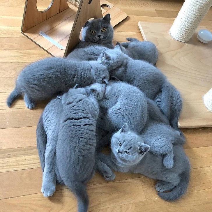 Brațele mamei - cel mai sigur loc din lume