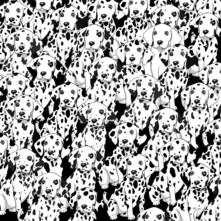 Găsește câinele fără pete