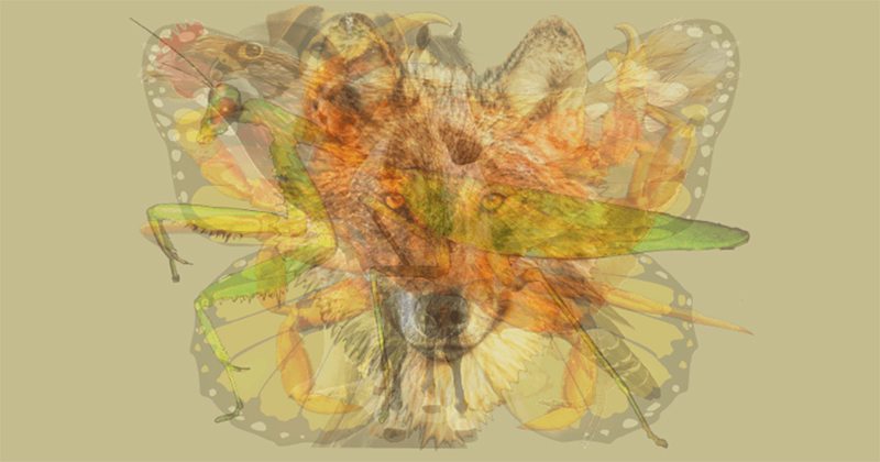 Care este primul animal pe care îl vezi în acest desen?