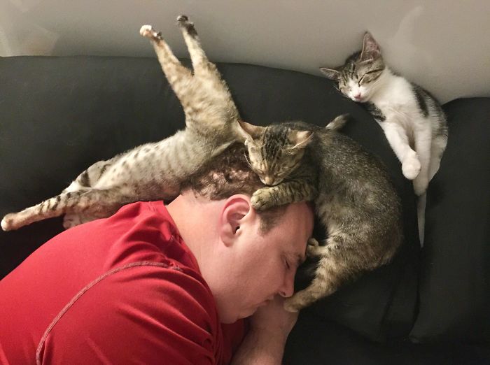 Pisici care dorm în cele mai drăgălașe poziții