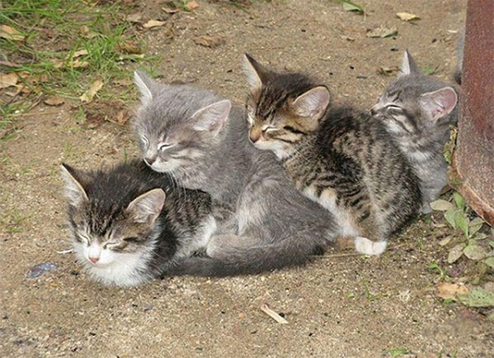 Pisici care dorm în cele mai drăgălașe poziții