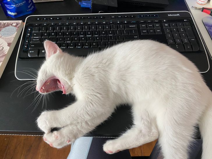 Munca de acasă și animalele de companie