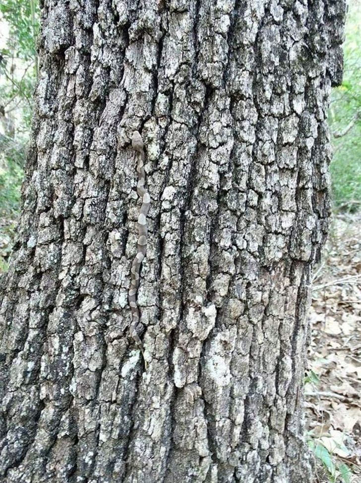 Poți găsi animalele ascunse în aceste imagini?