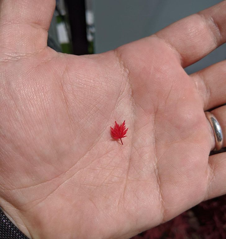„Cea mai mică frunză de arțar pe care am văzut-o vreodată”