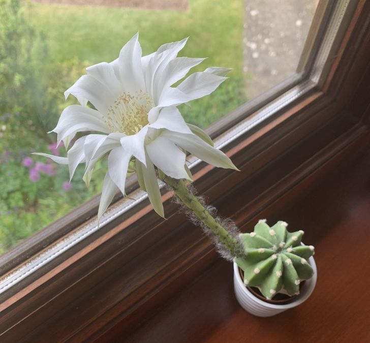 „Cactusul meu a făcut o floare care s-a ofilit până următoarea zi”