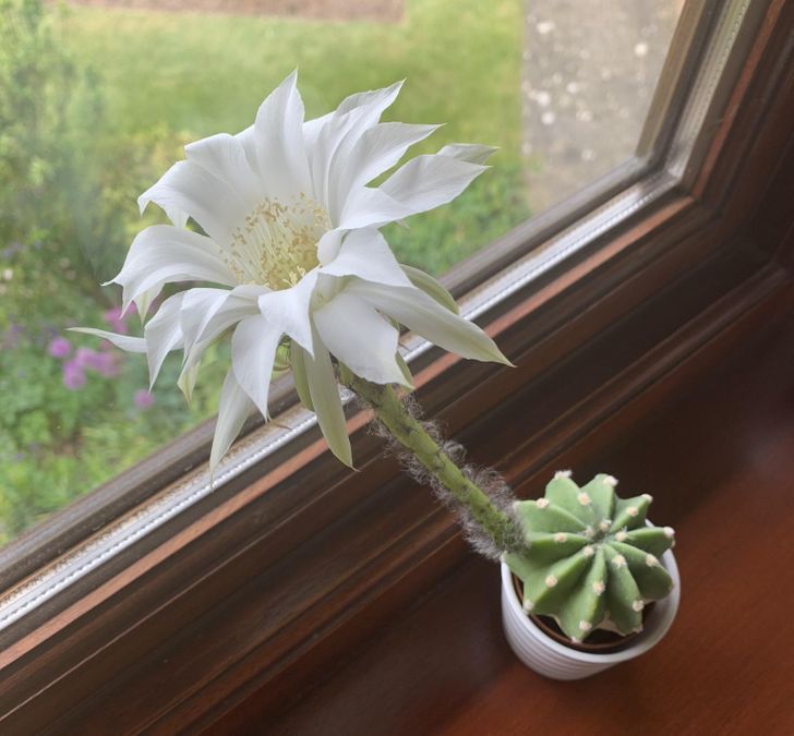 „Cactusul meu a făcut o floare care s-a ofilit până următoarea zi”