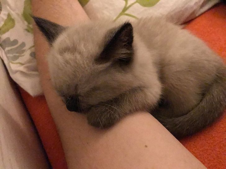 „A adormit pe mâna mea și acum nu mă mai pot mișca”