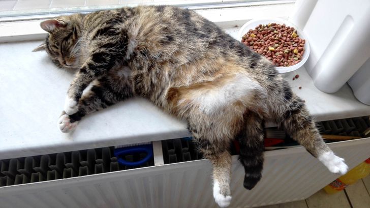 „Pisica prietenei mele a mâncat prea mult și a adormit pe pervazul ferestrei”