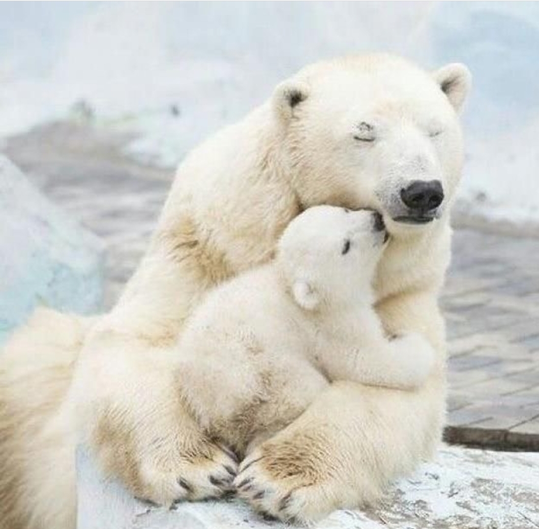Iubirea de mama: Imagini cu animale și puii lor