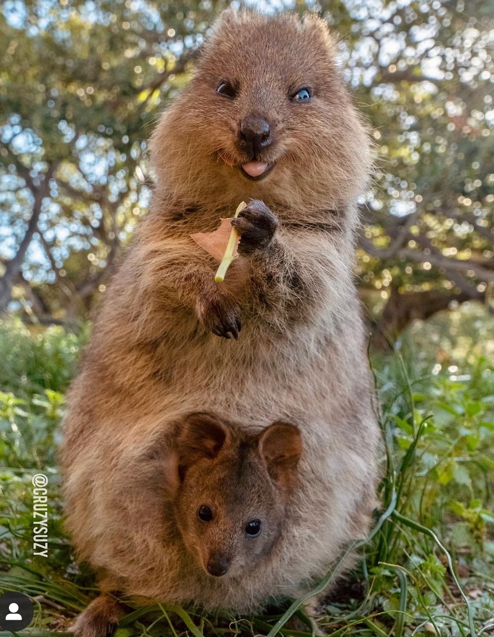 Iubirea de mama: Imagini cu animale și puii lor