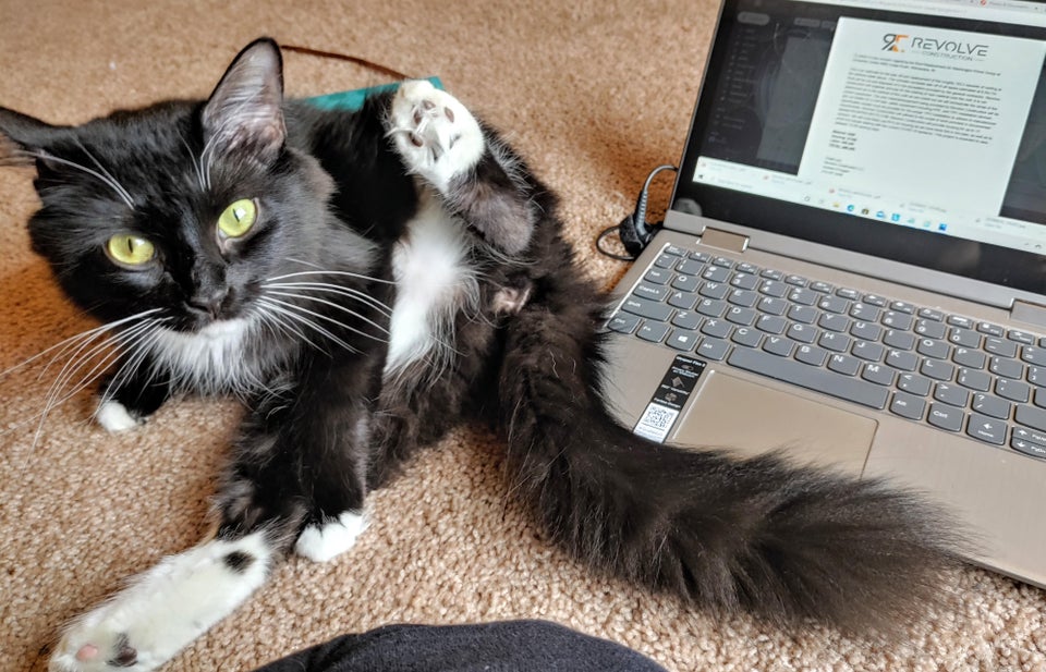 Îi place să se încălzească la aerul cald de la laptop