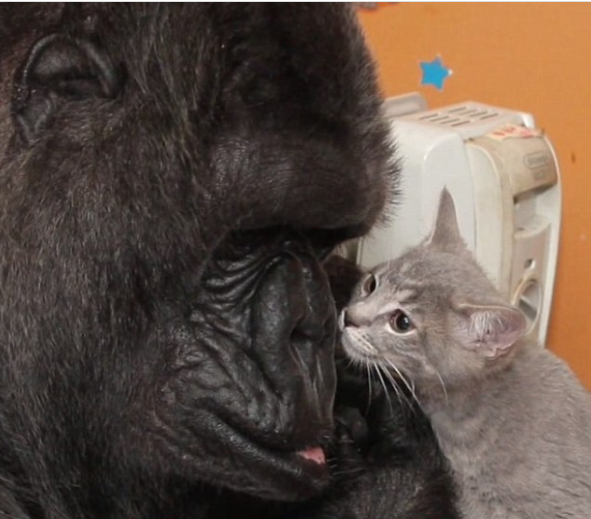 „Gorila Koko nu a putut deveni mamă, dar și-a împărtășit dragostea maternă cu mai multe pisici de-a lungul anilor.”