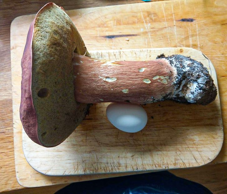 „Ciuperca pe care tatăl meu a găsit-o în pădure, în comparație cu dimensiunea unui ou”