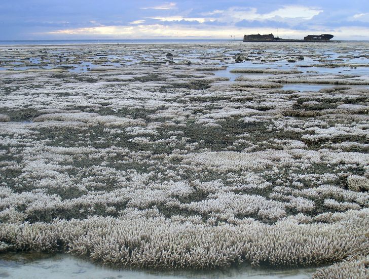 Marea Barieră de Corali din Australia se decolorează din cauza încălzirii globale
