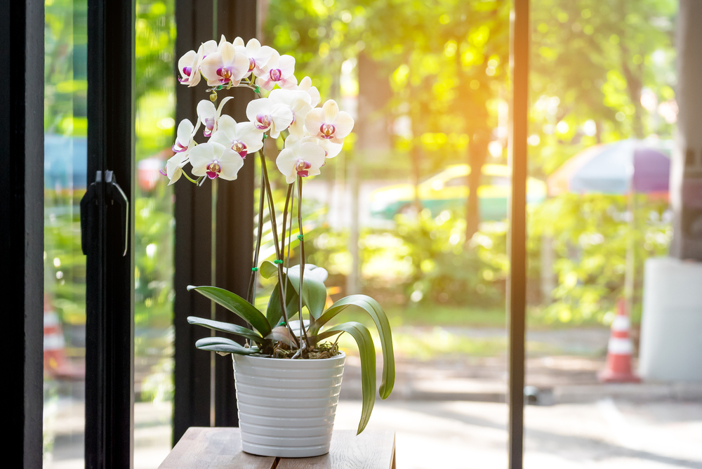 shocking reward Damp 1. Orhidee molie - Rezistă mai bine decât orice buchet de flori: 12 plante  de apartament ușor de întreținut