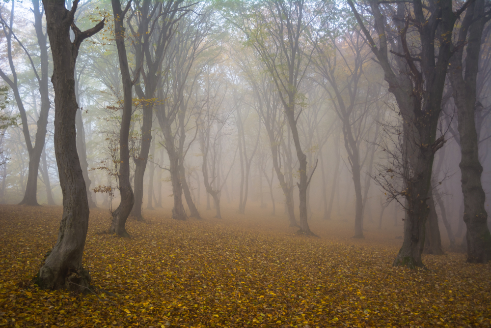 2. Pădurea Hoia, România