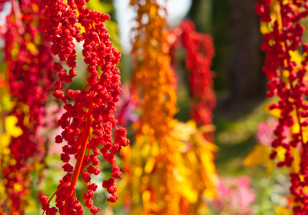 Quinoa