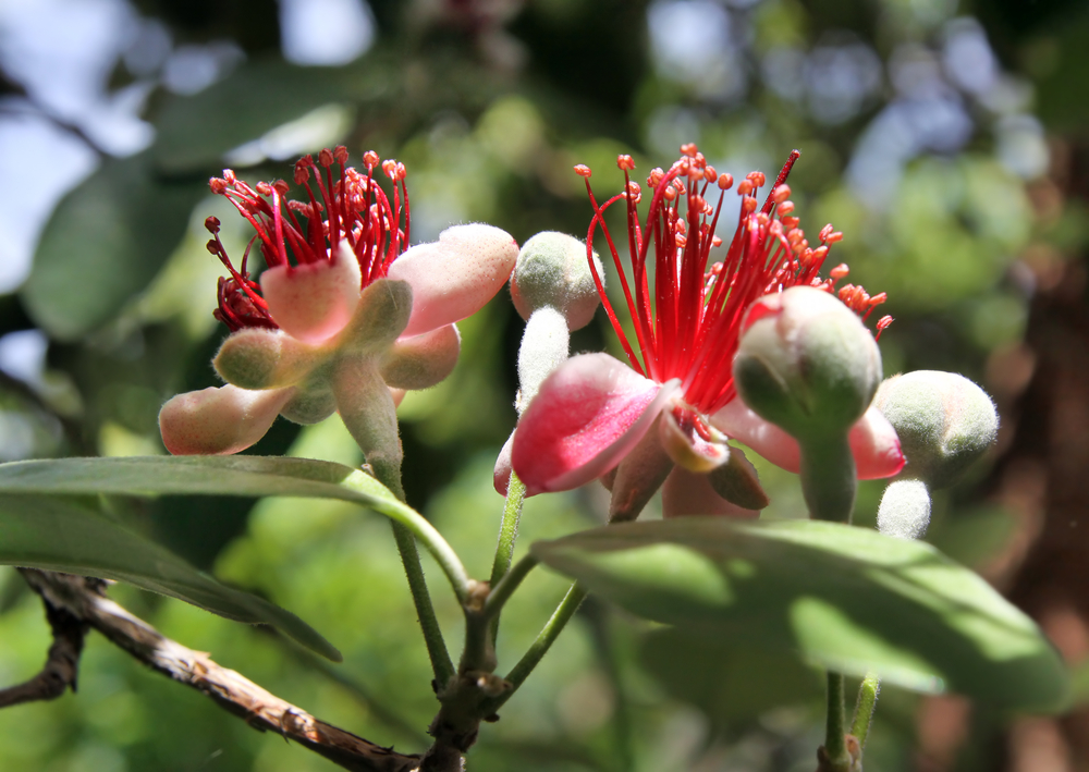 Feijoa