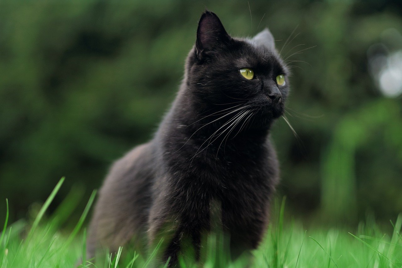 Unele adăposturi obișnuiau să suspende adopțiile de pisici negre de Halloween