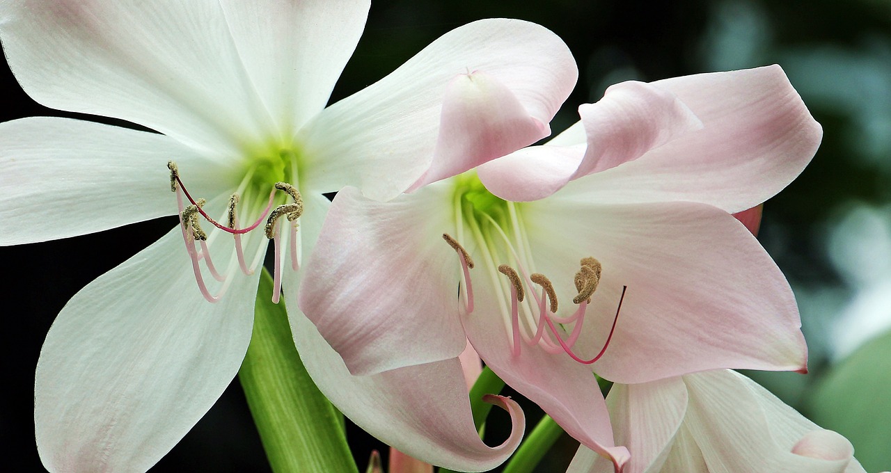 Amaryllis