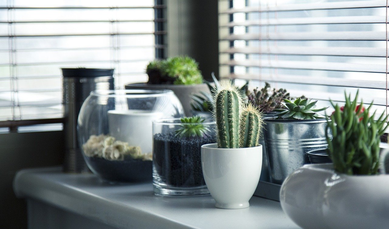 Cactuși