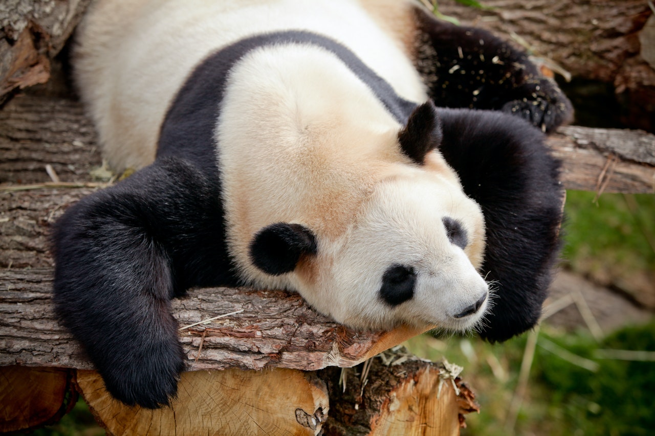 Urs panda