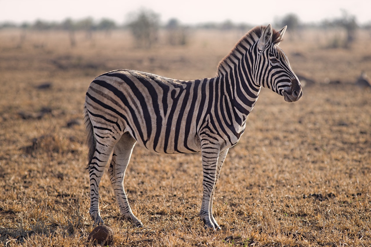 Liniile alb-negru a zebrelor sunt o protecție împotriva prădătorilor