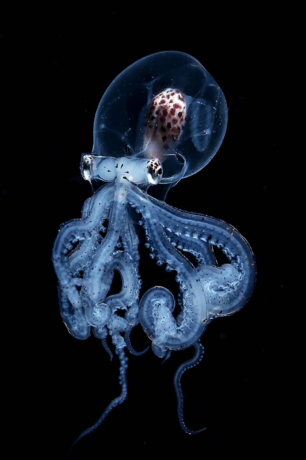 Pare de pe altă planetă: Fotografii inedite cu misterioasa caracatiță transparentă