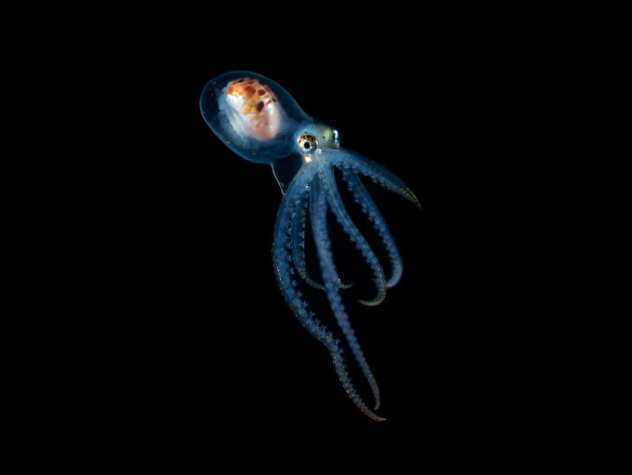 Pare de pe altă planetă: Fotografii inedite cu misterioasa caracatiță transparentă