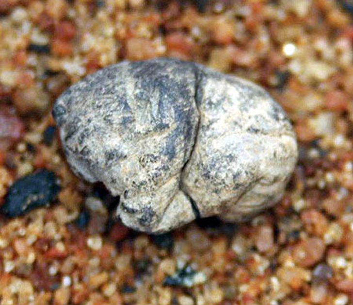 O gumă de mestecat veche de 5.000 de ani