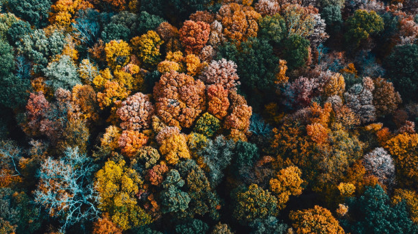 Care este cea mai mare pădure tropicală din lume?