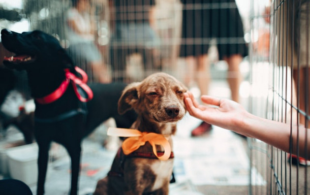 Ce proverb este reprezentat de această imagine?