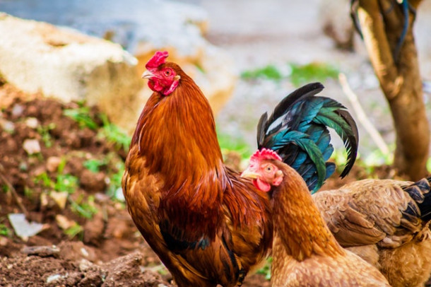 Completează proverbul: „Găina bătrână face ciorba...”