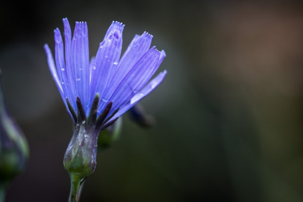 Care este denumirea acestei plante?