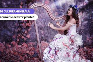 Test de cultură generală: Știi denumirile acestor plante?