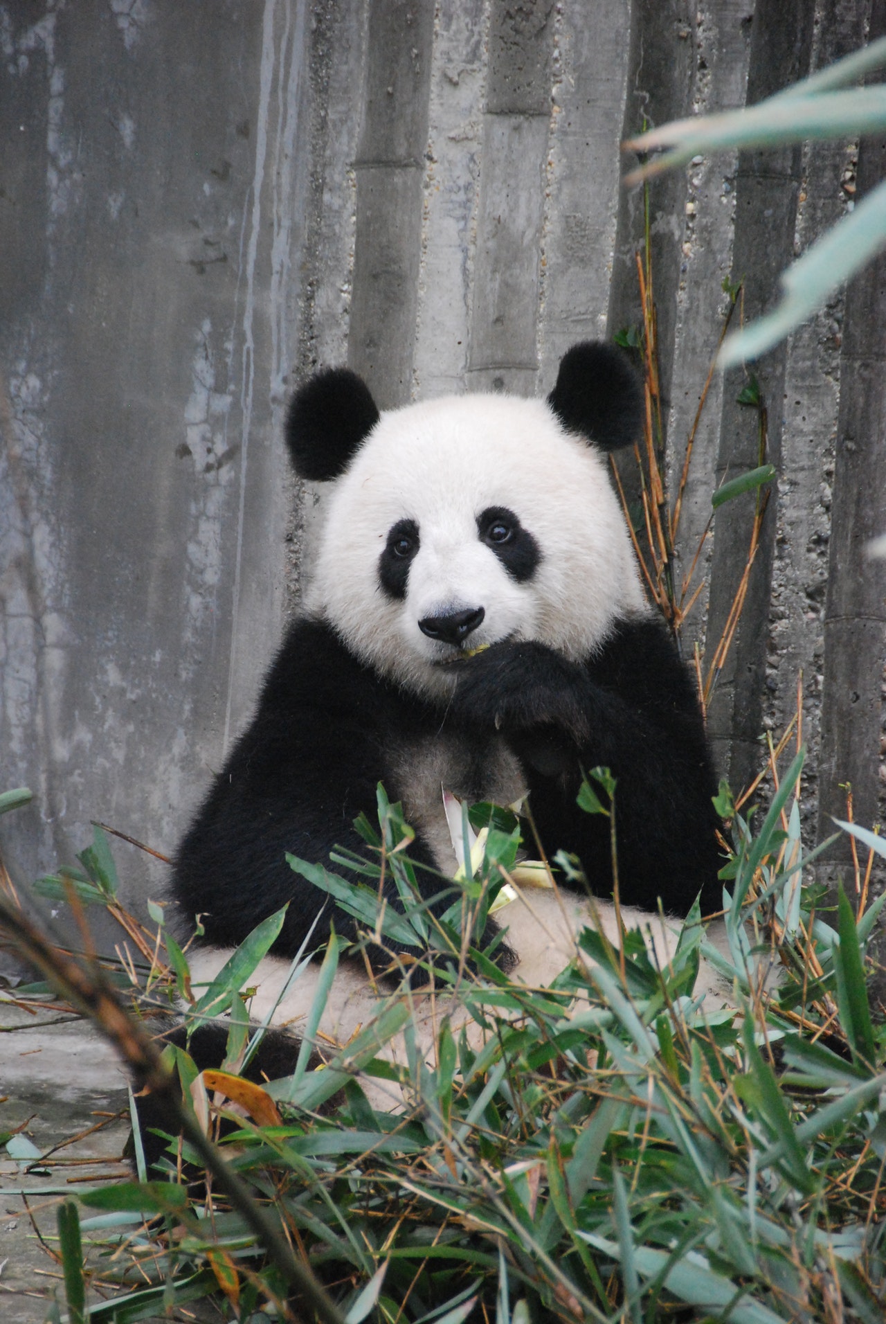 Panda