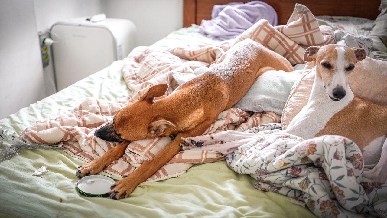 Câinii provoacă un somn mai puțin tulburat la femei