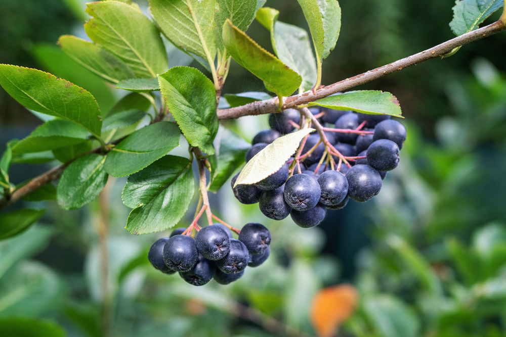 Aronia 