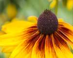 Echinaceea