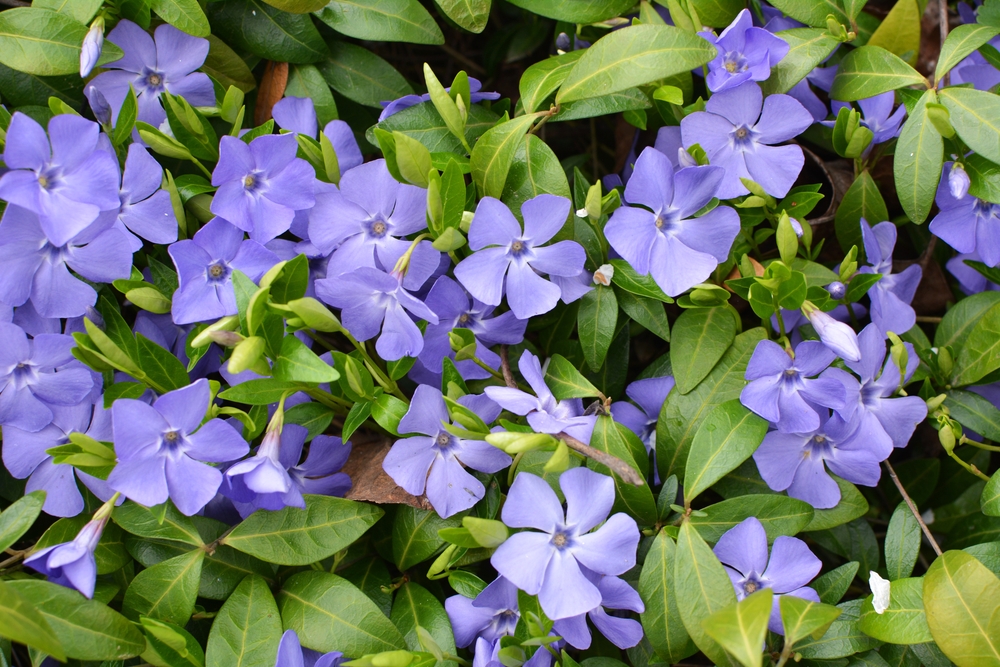 Vinca