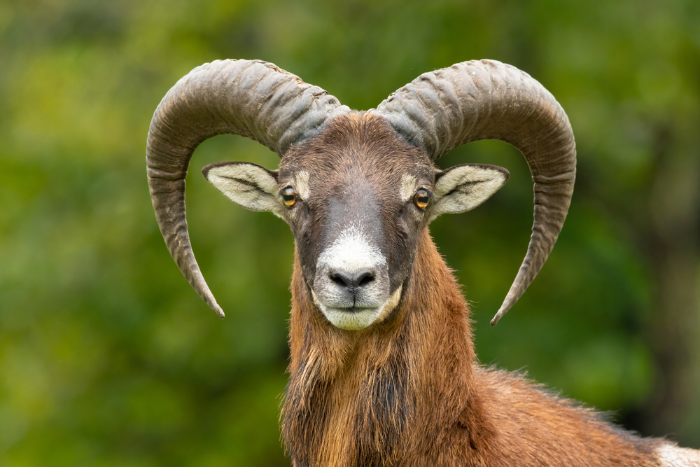 Berbec 