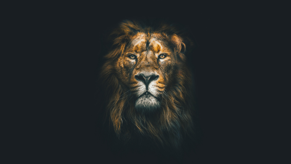 Leu 